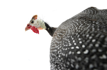 portrait Guinea fowl
