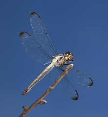 Dragonfly above