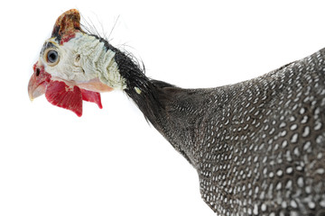 portrait Guinea fowl