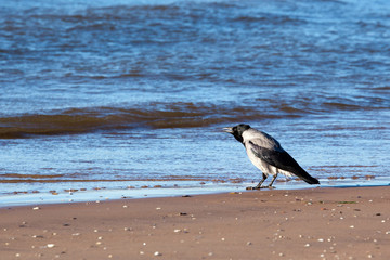 Crow croaks on the beach