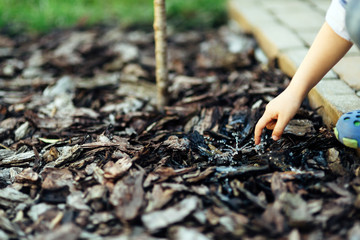 Irrigation system for trees