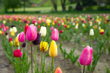 Obraz premium Tulpen
