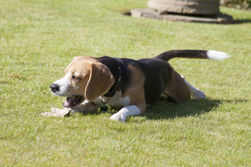 sweet beagle plays in a garden