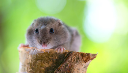 funny little hamster