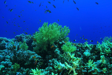 Naklejka na ściany i meble small coral fish underwater