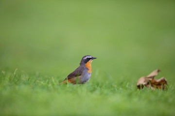 Cape robin-chat (Cossypha caffra) in Volcano National Park,Rwanda