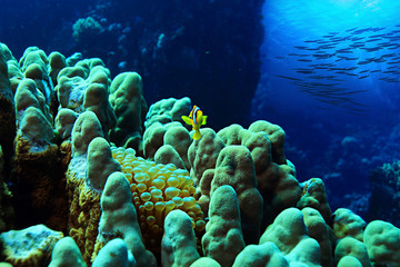 Clown fish in the coral reef