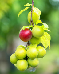 ripe plums on a tree branch in the orchard