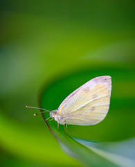 Small White butterfly (Pieris Rapae), commonly called the Cabbage White