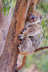 Koala in Tree