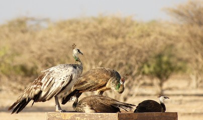 Gefiederte Familie in der Wüste