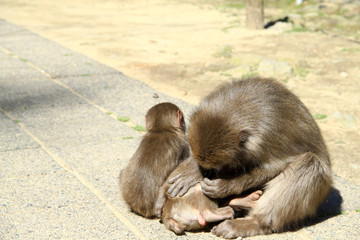 サルの毛づくろい