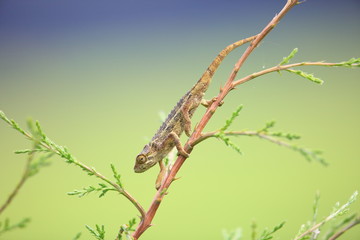 Rough chameleon (Chamaeleon rudis) in Rwanda

