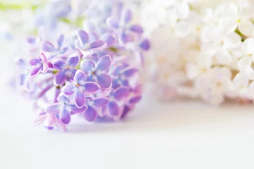 Fotobehang nice lilac © fox17