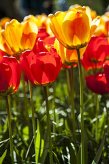 field of tulips
