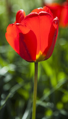 Naklejka premium field of tulips
