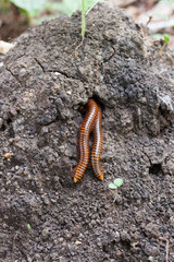 Millipede, two, breeding, nesting ground.