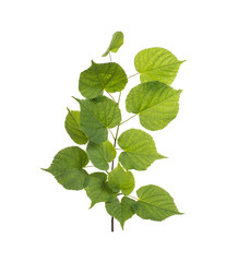 Naklejka na ściany i meble branch with green leaves