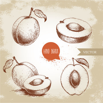Hand drawn ripe apricots set isolated on vintage background. Retro sketch style vector eco food illustration.