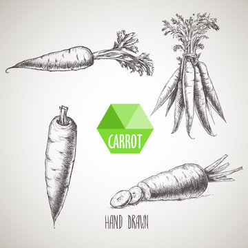 Hand drawn carrot set. Organic eco vegetable food background.Vector sketch style illustration.