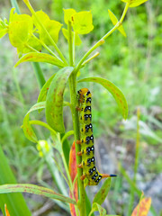 Hawk-moth caterpillar