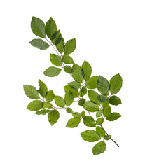 branch with green leaves