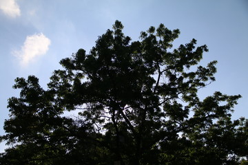 Trees and sky
