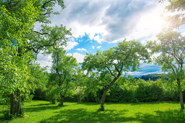 Fototapeta premium Schöner Obstgarten mit Himmel und Sonne