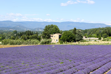 lavandes en provence