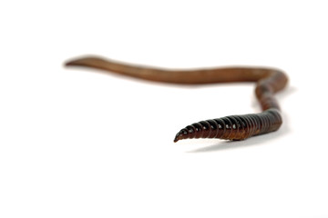 Tauwurm - lumbricidae
