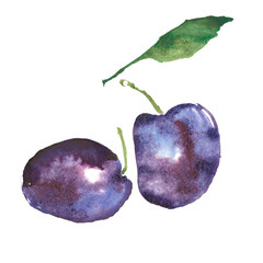 Plum, damson, prune were created with watercolor paint, high-quality paper textures. You may use it for creation a pack, label, illustrations of seasonal festival, flyer, poster, background, card.