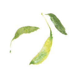 Cherry, merry, cherries, were created with watercolor paint, high-quality paper textures. You may use it for creation a pack, label, illustrations of seasonal festival, flyer, poster, background, card