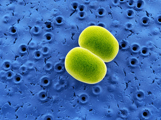 Bakterien Staphylococcus-Epidermidis – Mikroskopie