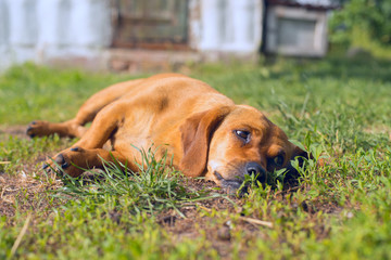 Little dog lying in a meadow