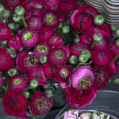 the bordeaux ranunculus background