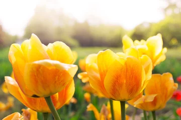 Crédence de cuisine en verre imprimé Tulipe Background of spring the flowers yellow tulip