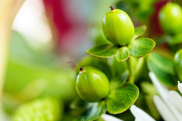 Green flowers bud