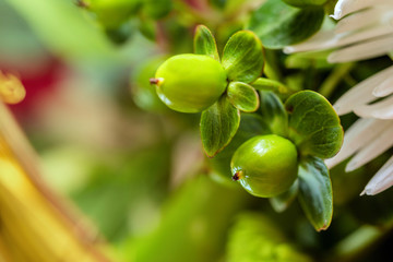 Green flowers bud