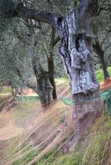 Province of Imperia, Italy. Harvest time in the area of oil production Taggiasco