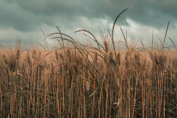 Sheaf of Wheat Field in the Countryside