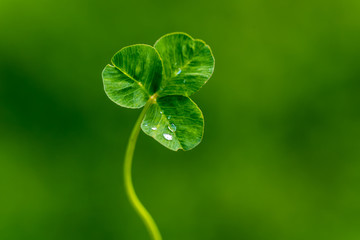 Clover leaf with water drops