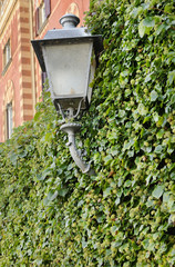Ivy around street lamp, Como town, Lombardy, Italy, Europe. sept. 2015