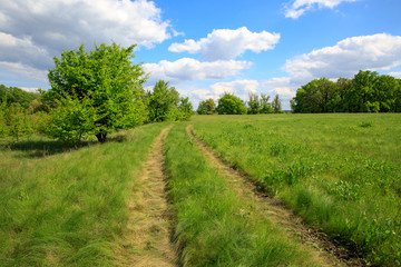 rural road in steppe among green grass