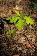 small oak tree sprout