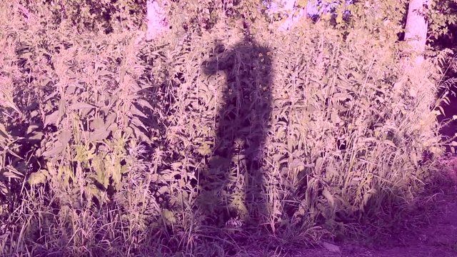 Shadow crouches on the bush