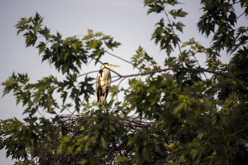 Grey heron (Ardea cinerea) perched on a nest