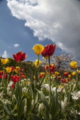 field of tulips