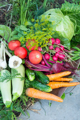 Harvest of fresh vegetables