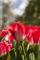 Obraz premium field of tulips