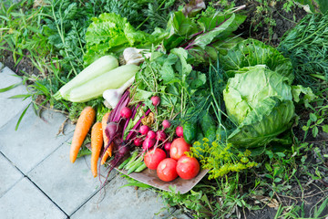 Harvest of fresh vegetables